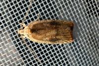 Agonopterix nervosa