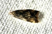 Brachmia blandella