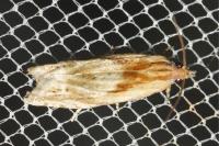 Eucosma