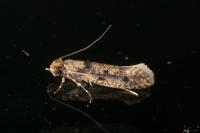 Niditinea fuscella