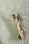 Calybites phasianipennella