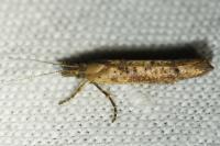 Ypsolopha ustella