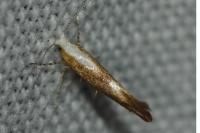Argyresthia albistria