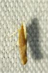 Argyresthia albistria