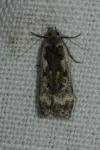 Anacampsis blattariella/populella