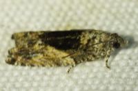 Epinotia nisella
