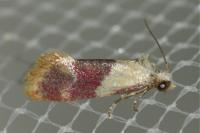 Diceratura ostrinana
