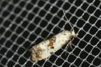 Neocochylis hybridella