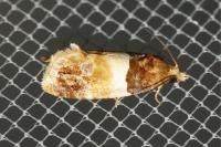 Epinotia festivana