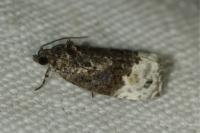 Apotomis betuletana