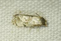 Neocochylis molliculana