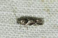 Recurvaria nanella