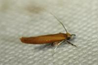Zelleria hepariella