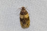 Celypha aurofasciana