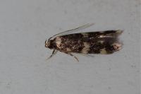 Oegoconia
