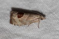 Notocelia uddmanniana