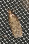 Depressaria albipunctella