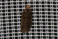 Hofmannophila pseudospretella