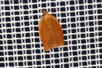 Clepsis consimilana