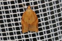 Clepsis consimilana