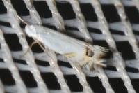 Leucoptera laburnella
