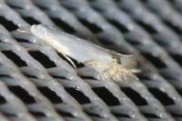 Leucoptera laburnella