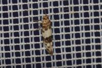 Enolmis acanthella