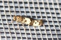 Enolmis acanthella