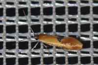 Batia lunaris