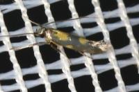 Euspilapteryx auroguttella