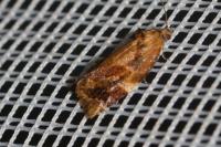 Ditula angustiorana