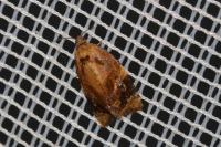 Ditula angustiorana