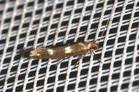 Scythris scopolella
