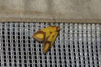 Agapeta zoegana