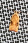 Agonopterix nervosa