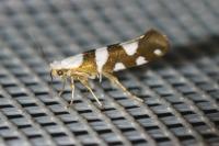 Argyresthia brockeella