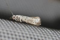 Yponomeuta padella