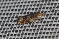 Ancylis achatana