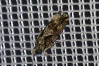 Zeiraphera isertana