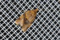 Epagoge grotiana