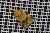 Epagoge grotiana