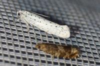 Yponomeuta evonymella