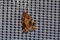 Archips xylosteana