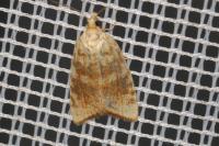 Aleimma loeflingiana