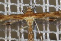 Oxyptilus