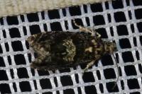 Epiblema costipunctana