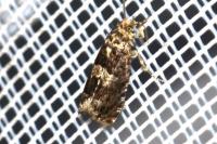 Epiblema costipunctana