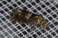 Epiblema costipunctana