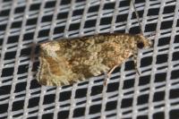 Celypha lacunana