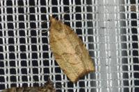 Pandemis cerasana